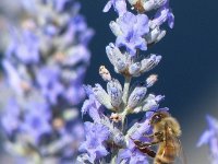 Give me your pollen